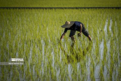 کشاورزان روش‌های مبارزه با آفت کرم ساقه‌خوار برنج را مد نظرقرار دهند